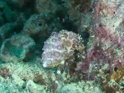 Blue Ring Octopus Stock Footage