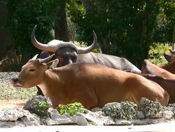 Asian Cattle Stock Footage