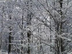 HD: Snow covered trees. Stock Footage