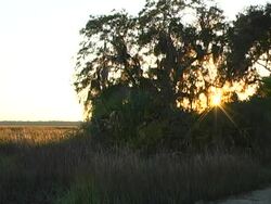 sunset marsh grass Stock Footage