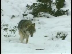 MS Grey wolves, Canis lupus, in snow, Arctic Circle Stock Footage