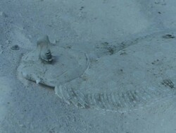 MS Shot of Flounder on sand / Playa del Carmen, Isla Mujeres, Mexico Stock Footage