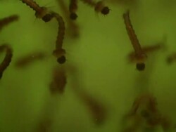 Aedes larvae close up Stock Footage