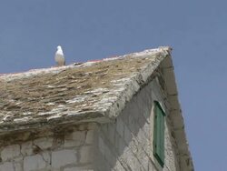 CU Seagull resting on top of old building / Primosten, Croatia   Stock Footage