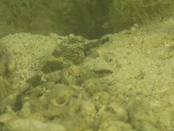 CU Shot of Goby resting on riverbed with shrimp excavating burrow and emerging from burrow briefly / Pemba, Cabo Delgado, Mozambique Stock Footage