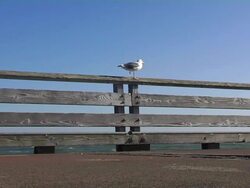 Sea Gull flies (DV) Stock Footage