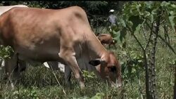 Easy to grow seeds make excellent fuel source News Clip