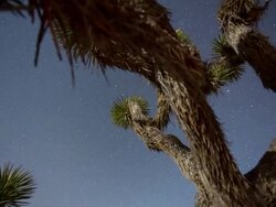 MS POV T/L View of Night time desert around Joshua Tree, with moon strike, and vertical dolly / Joshua Tree, California, United States Stock Footage