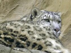 Snow Leopard Stock Footage