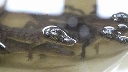 CLEAN : Salvadoran ranger fights to save crocodiles from extinction News Clip