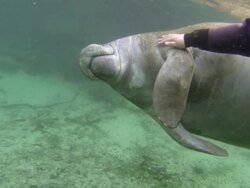 touch florida manatee Stock Footage