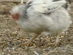 MS Shot of Free range hens scratch and feed on corn in farm yatd / Chelsea, Michigan, United States  Stock Footage