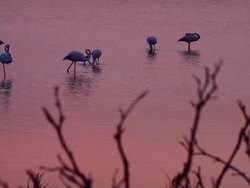 Flamingos at Sunset Stock Footage