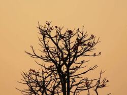 Bird in morning Stock Footage