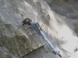Dragonfly eating lunch. Stock Footage