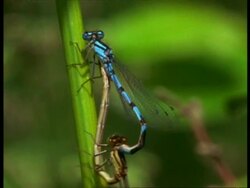 CU 2 Damselflies (Enallagma cyathigerum) mating, forming heart shape, England Stock Footage