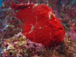 Frog fish, Costa Rica, Pacific Ocean  Stock Footage
