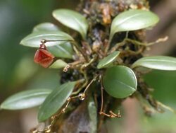 Micro-orchid from Ecuador Stock Footage