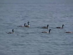 MS TS Geese swimming in Lake  / Minneapolis, Minnesota, United States  Stock Footage