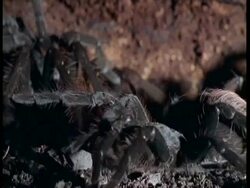 CU Tarantula moving slowly, Amazon Stock Footage
