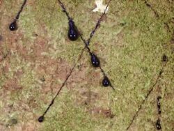 Time-lapse of latex oozing out of the cut bark of a Sangre de Drago tree (Croton lechleri) Stock Footage