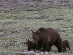 MS shot of large grizzly sow (Ursus arctos) with 3 cubs walking toward the camera in early spring Stock Footage