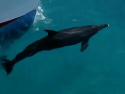 MS TS Single spotted dolphin swimming surface in ocean / At sea, At sea, Bahamas Stock Footage