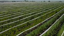 Fruit garden, Aerial shooting Stock Footage