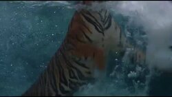 Bengal Tiger swimming Stock Footage