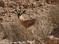  Dorcas Gazelle (Gazella dorcas) adult male in the desert Stock Footage