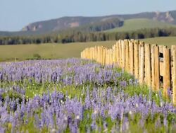fence through meadow Stock Footage