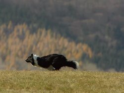 HD Super Slow-Mo: Border Collie Running On The Lawn Stock Footage