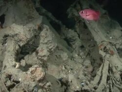 Shipwreck SS Thistlegorm Stock Footage