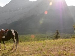 Woman stands with horse in mountain meadow Stock Footage