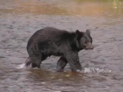 Black Bear Watch Alaska Northwest Whalewatch New England Travel Tour Stock Footage