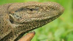 Land Monitor (Varanus bengalensis), Extreme closeup on head Stock Footage