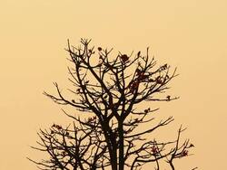 Bird in morning Stock Footage