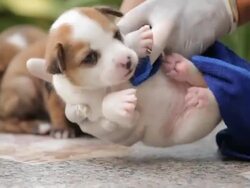 Female hand washing puppy dog Stock Footage