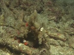 Crab, Decorator sponge, moving, Indonesia  Stock Footage