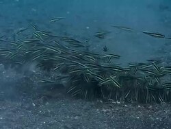 Feeding school of lined catfish (Plotosus lineatus). The school is looking for small animals in the sandy seabed. Filmed in the Lembeh Strait, Sulawesi, Indonesia Stock Footage