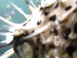 Cute Porcupinefish in Taiwan Stock Footage