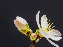 Apricot flower Stock Footage