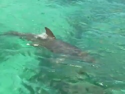 HA WS Bottlenose Dolphin swimming  / Curacao Sea Aquarium, Curacao, Netherlands Antilles Stock Footage