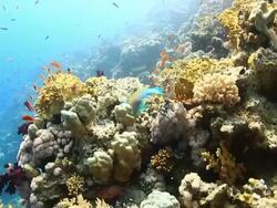 Coral And Fish Stock Footage
