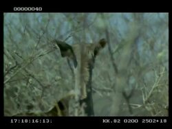 CU Kudu hind browsing on flowers of combretum, through almost bare bushes, Botswana Stock Footage