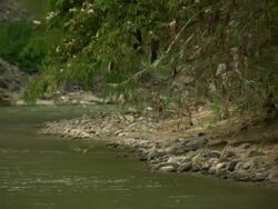"CU of river's edge with foliage hanging over rocky beach, Utcubamba River [Rio Utcubamba], Peru [PerÃƒÂº]" Stock Footage
