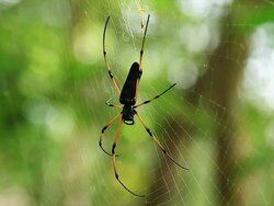 Tropical Spider Close Up Stock Footage