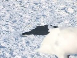 VOICED: Poland combats Baltic Sea pollution News Clip