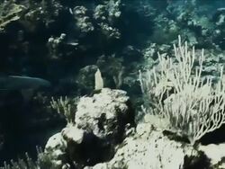 Nurse shark swimming through coral channels Stock Footage