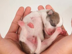 Newborn cute puppy isolated Stock Footage
